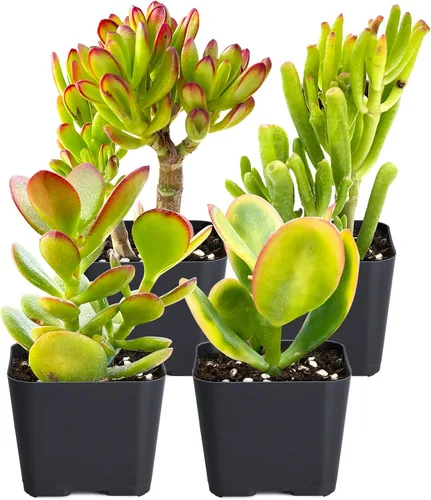 Vista 15 de Sprout N Green Colección de suculentas coloridas, 3 plantas suculentas vivas totalmente enraizadas en maceta de inicio de 2 pulgadas, decoración