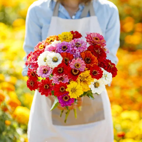 Vista 5 de Eden Brothers Zinnia Seeds - Mezcla de California Giants, semillas sin OMG para plantar, 5 libras Semillas de flores de bajo mantenimiento