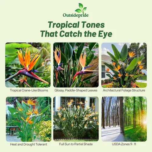 Vista 2 de Outsidepride Bird of Paradise Seeds - 15 unidades Perenne, versátil y de crecimiento lento, semillas de flores para plantar flores exóticas