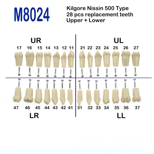 Vista 7 de 32 piezas de dientes Typodont extraíbles para dientes Typodont modelo compatible con Kilgore Nissin práctica dental y enseñanza (28 dientes)