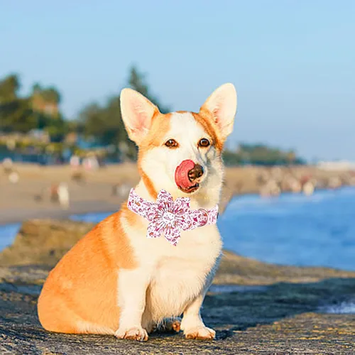 Vista 101 de Collar de perro Lionheart Glory, collar de perro rosa con flor, lindo collar para mascotas con patrón floral ajustable para perros pequeños Rosado