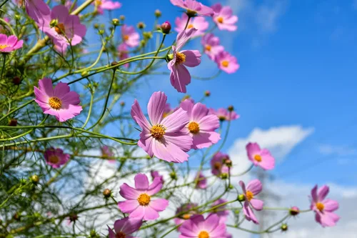 Vista 3 de Juego de 500 paquetes de semillas de flores surtidas a granel, más de 20 variedades disponibles. (500)