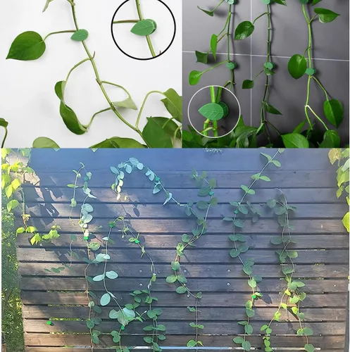 Vista 2 de 60 clips autoadhesivos de pared para trepar plantas, fijador de plantas invisibles en forma de hojas, clips de fijación de gancho para plantas