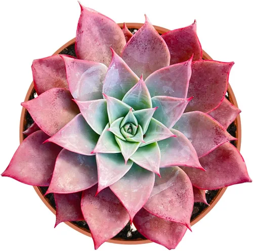 Vista 8 de Plantas suculentas vivas (Cotyledon Orbiculata cv. Long Leaf Variegated), suculentas en maceta de fácil cuidado, aproximadamente 4" de diámetro x 4