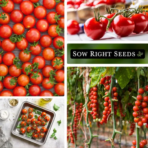 Vista 5 de Sow Right Seeds - Semillas grandes de tomate cereza roja para plantar - Paquete de reliquia sin OMG con instrucciones para plantar un huerto casero