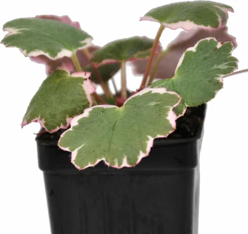 Vista 2 de Saxifraga stolonifera 'Variegata', Begonia de fresa abigarrada, geranio de fresa abigarrada, planta de interior, Fácil de propagar
