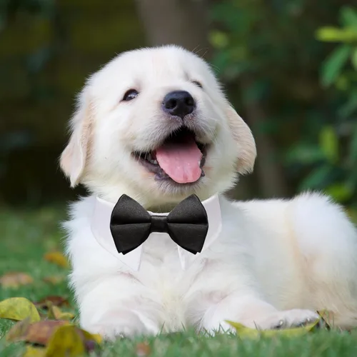 Vista 6 de Pajarita para perro, collar de perro esmoquin de Koolmox para bodas con collar blanco ajustable hecho a mano y corbata negra, corbata clásica