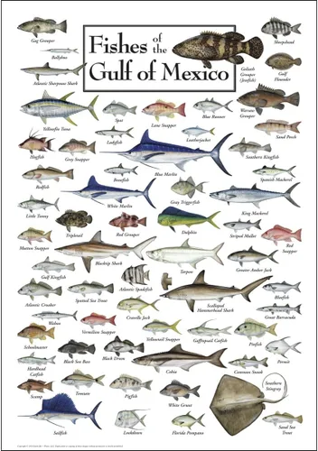 Vista 6 de Earth Sky + Water - Peces del Golfo de México - Pósters de doble mate con marco negro