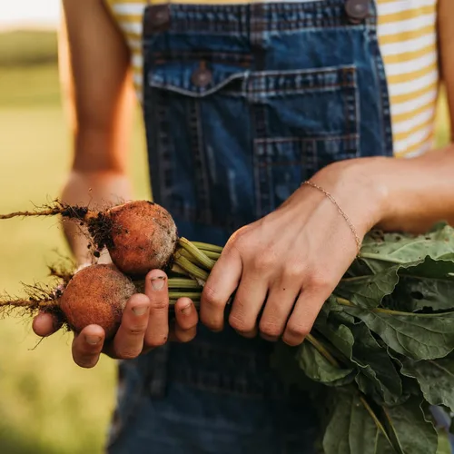Vista 5 de Golden Detroit Beet - 50 semillas - Variedad de reliquia y polinizada abierta, semillas de vegetales sin OMG para plantar en interiores o exteriores