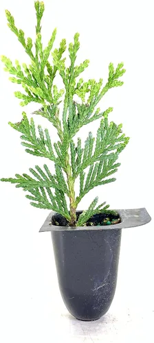 Vista 5 de Thuja Arborvitae Green Giant Qty 30 árboles vivos de hoja perenne Privacidad
