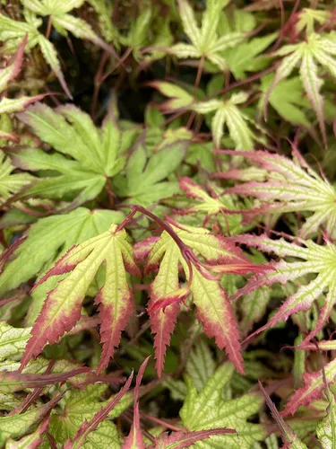 Vista 8 de Phantom Flame - Arce japonés blanco con puntas de hojas rojas - Árbol vivo de 2 años