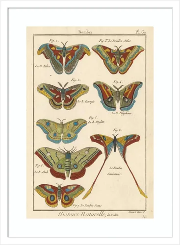 Vista 8 de Amanti Art Lienzo decorativo para pared enmarcado de 24 x 18 pulgadas, diseño de mariposas de naturaleza III de historia, arte de pared de animales