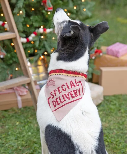 Vista 10 de Lazy One - Pijamas navideñas a juego con solapa trasera; para perros, bebés, niños, adolescentes y adultos
