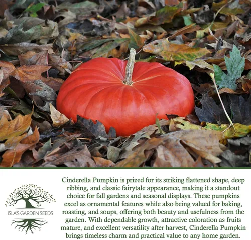 Vista 6 de Semillas de calabaza de Cenicienta para plantar, más de 25 semillas de reliquia por paquete, semillas sin OMG, (semillas de jardín de Isla), nombre