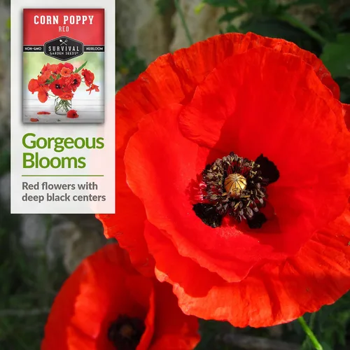 Vista 4 de Survival Garden Seeds Amapola de maíz rojo (Papaver Rhoas) 1 paquete con semillas de flores silvestres e instrucciones de plantación Cultiva