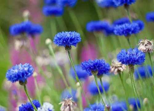 Vista 2 de Botón de soltero azul enano 100 semillas, hermosa flor, flor de borde