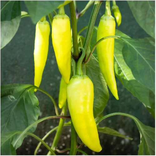 Vista 3 de Everwilde Farms - Semillas de pimiento dulce de plátano dulce de 1 onza - Gold Vault
