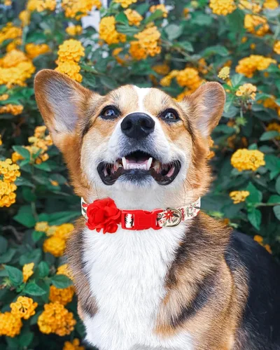 Vista 5 de Collares navideños para perros con flor roja extraíble, collar de perro pequeño para perras hembras