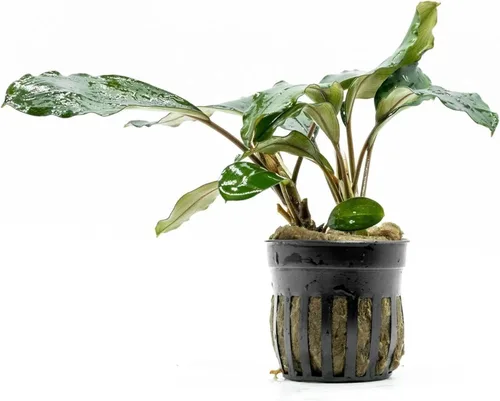 Vista 34 de SubstrateSource Bucephalandra Brownie Phantom - Planta de acuario viva – Decoración natural de pecera de agua dulce, decoración acuática
