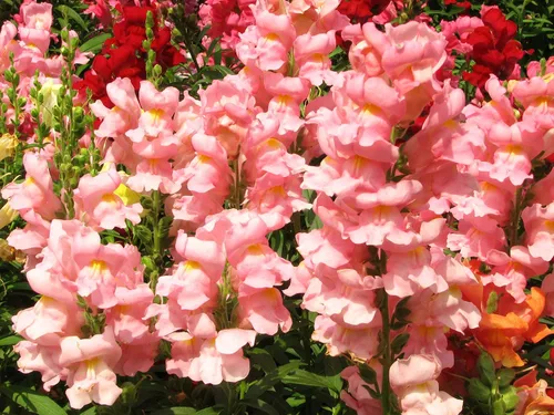 Vista 3 de Seeds Snapdragon Tall Pink