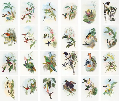 Vista 2 de Pixiluv Postales vintage (24 piezas de 10x15 cm cada una) Ilustración de libro botánico antiguo de colibríes y pájaros pequeños Tarjetas de nota Agua