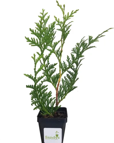 Vista 6 de Árbol arborvitae gigante verde Thuja de 3 pulgadas