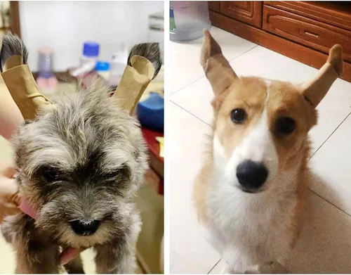 Vista 3 de 1 par de parches de soporte para orejas de perro, calcomanías de soporte para orejas de perro, herramienta de soporte para orejas de perro, soporte