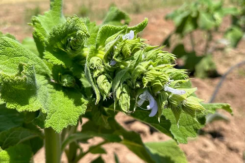 Vista 6 de Plant Good Seed Semillas orgánicas de salvia clara para plantar: hierba para cosméticos, flores moradas fragantes - Paquete de 50 semillas