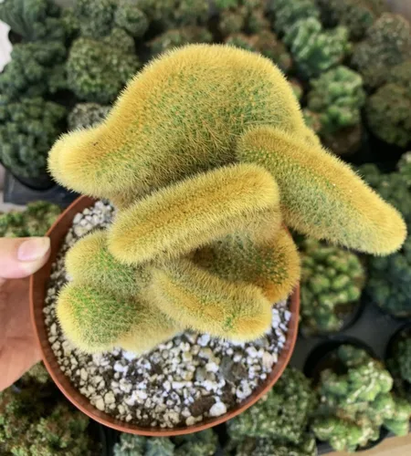 Vista 2 de Rara planta de cactus con cresta de Cactáceas doradas de 6 pulgadas - Hildewintera Aureispina - Planta de cactus vivo, Euphorbia Monstrose