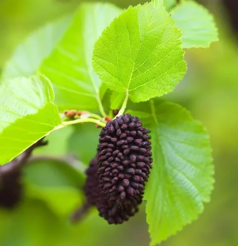 Vista 2 de Alnus glutinosa (aliso europeo, aliso negro) Plantar semillas de árboles, semillas de MySeeds.Co, elige la cantidad (1/4 LB)
