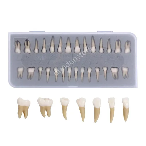 Vista 2 de 28 piezas de dientes modelo 1:1 de dientes permanentes modelo de resina dental Demostración de dientes Educación para enseñar estudio..