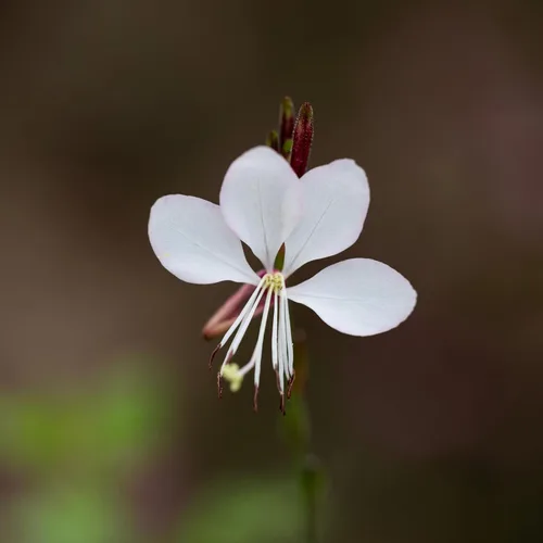 Vista 4 de 100 semillas de flores blancas GAURA Gaura Lindheimeri