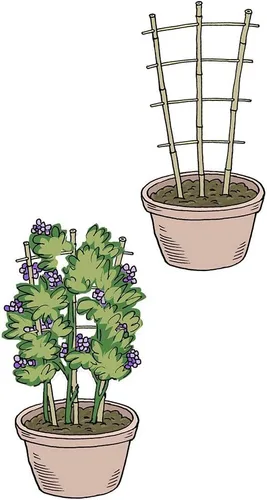 Vista 5 de Mininfa - Enrejado de bambú natural de 24 pulgadas de alto, escalera de jardín, planta para plantas trepadoras, verduras, macetas, paquete de 3