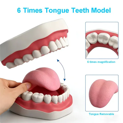 Vista 2 de Modelo de dientes estándar dental Seis veces Modelos de enseñanza dental Ampliación Modelo de boca completa Typodont Demostración