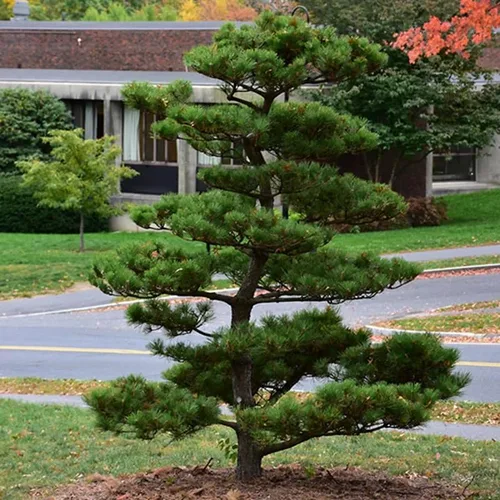 Vista 3 de Pinus thunbergii (pino negro japonés) Semillas de árbol, forma atractiva y características únicas, semillas de MySeeds.Co, elige