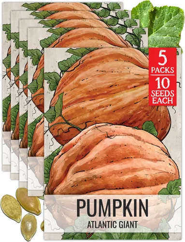 Vista 26 de Seed Needs Semillas de calabaza para plantar calabazas pequeñas de tarta de azúcar, semillas de verduras sin OMG y sin tratar para plantar un huerto