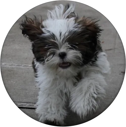 Vista 3 de Cute Shih-Tzu Fuzzy Perros Fuzzy – Sparty y Bella – PopSockets Grip y soporte para teléfonos y tabletas
