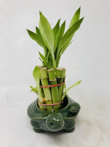 Vista 4 de Florero familiar de tortuga con 10 tallos de bambú de la suerte de 4 pulgadas