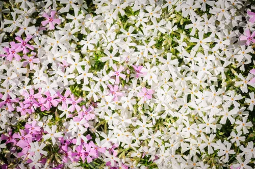 Vista 3 de Mountain Phlox Semillas de flores, más de 1000 semillas de flores por paquete, sin OMG y semillas de reliquia, (semillas de jardín de Isla), nombre