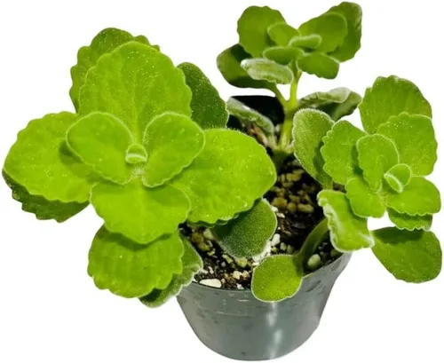 Vista 17 de Plantas suculentas vivas de USKC (Crassula de 2.5 pulgadas 'Spring time')