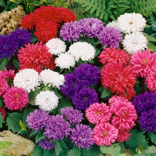 Vista 5 de Semillas Aster Mezcla Enana Anual Flores de jardín para plantar