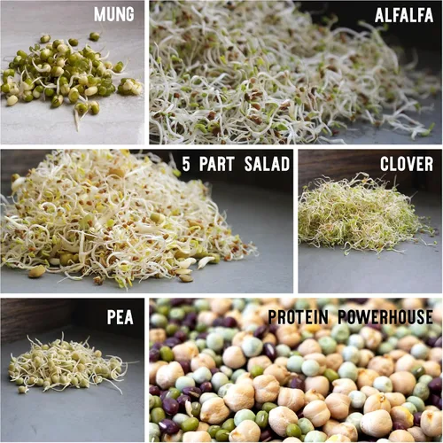 Vista 11 de Sustainable Seed Co - Paquete variado de 12 semillas orgánicas