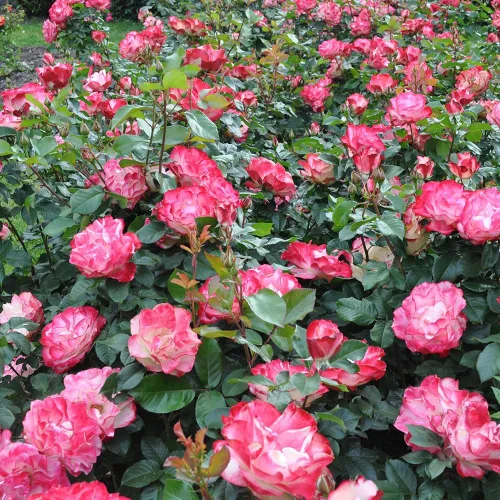 Vista 6 de Rosas de reliquia Grandiflora, planta de raíz propia viva para jardín al aire libre, Cherry Parfait™, ligeramente fragantes, zonas de rusticidad