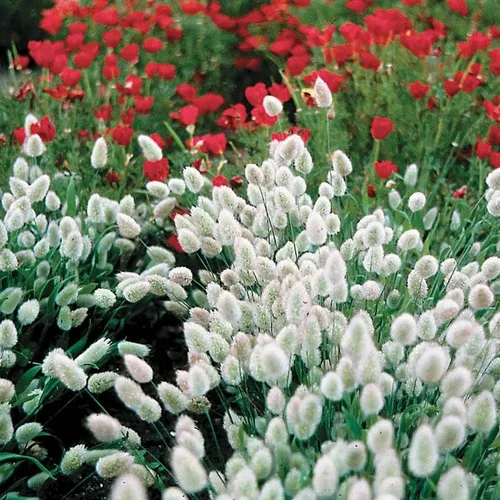 Vista 3 de Park Seed Bunny Tails - Semillas de hierba ornamental, paquete de 50 semillas