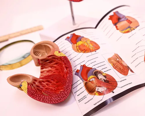 Vista 4 de Modelo de corazón humano de tamaño real de Axis Scientific, diseño magnético de 2 partes con 34 estructuras internas claramente rotuladas, montado