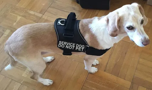 Vista 7 de Doggie Stylz El chaleco de arnés para perro de servicio viene con 2 parches reflectantes extraíbles para perros de servicio, no mascotas; mide al
