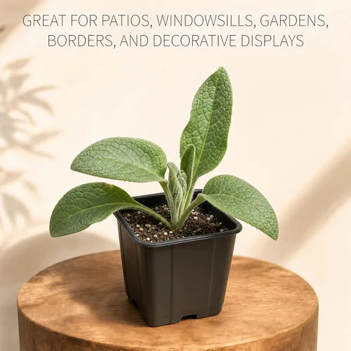 Vista 7 de Smoke Camp Crafts Planta de consuelda, Symphytum officinale, hermosas plantas de punto, decoración de jardín, maceta de 2.5 pulgadas