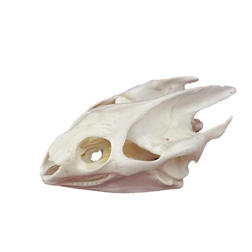 Vista 17 de Calaveras de animales reales en taxidermia, espécimen de huesos reales, suministros de taxidermia para educación científica, regalo especial