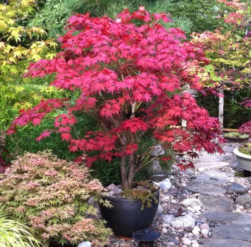 Vista 5 de Bloodgood Árbol de arce japonés rojo - Planta viva de 2 años - Acer palmatum 'Bloodgood' por - Japanese Maples and Evergreens