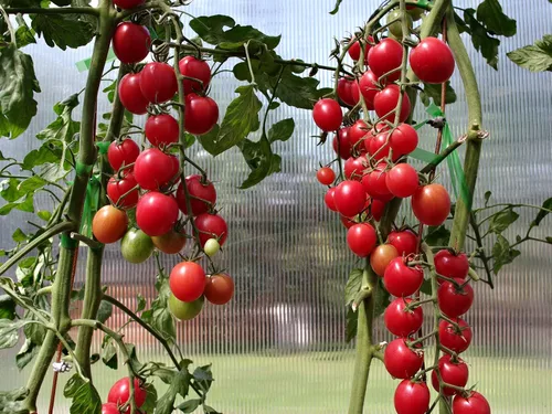 Vista 5 de Semillas Cherry Tomate Sugar Lump Gardener's Delight Vegetal reliquia para plantar sin OMG
